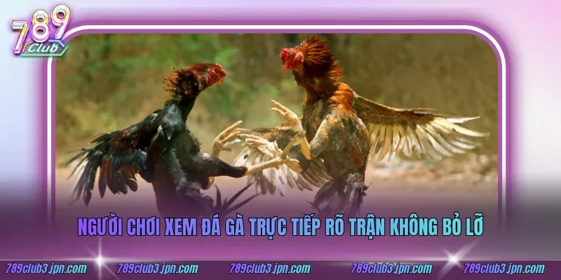 Người chơi xem đá gà trực tiếp rõ trận không bỏ lỡ